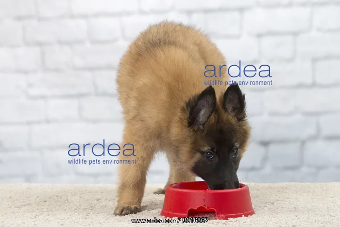  : Dog Belgium Shepherd  /  Tervuren