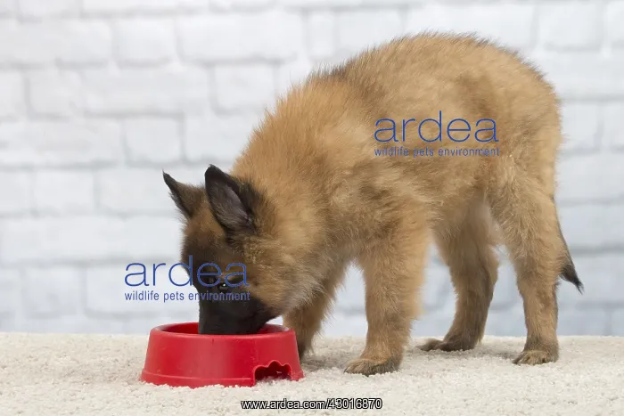  : Dog Belgium Shepherd  /  Tervuren