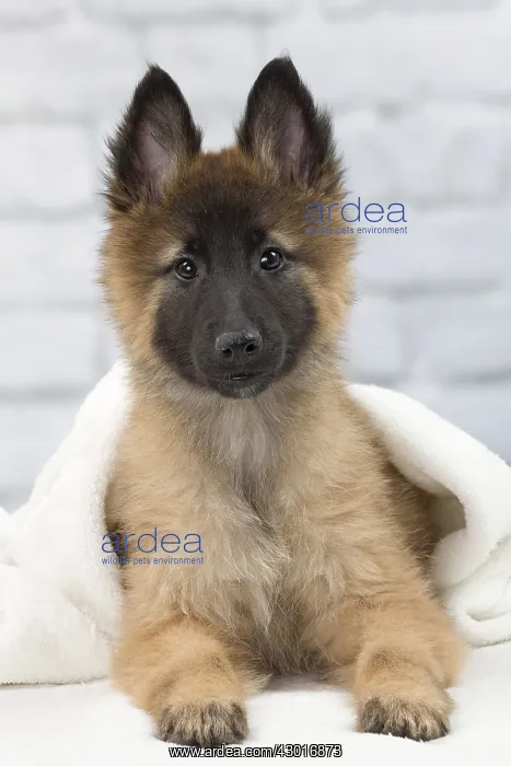  : Dog Belgium Shepherd  /  Tervuren
