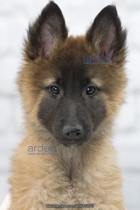  : Dog Belgium Shepherd  /  Tervuren