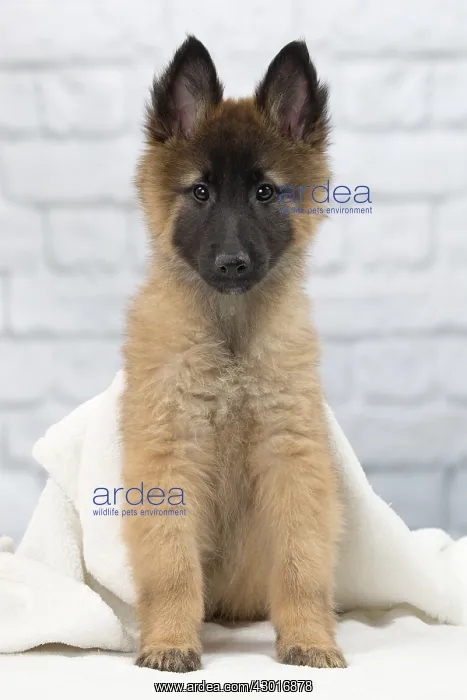  : Dog Belgium Shepherd  /  Tervuren