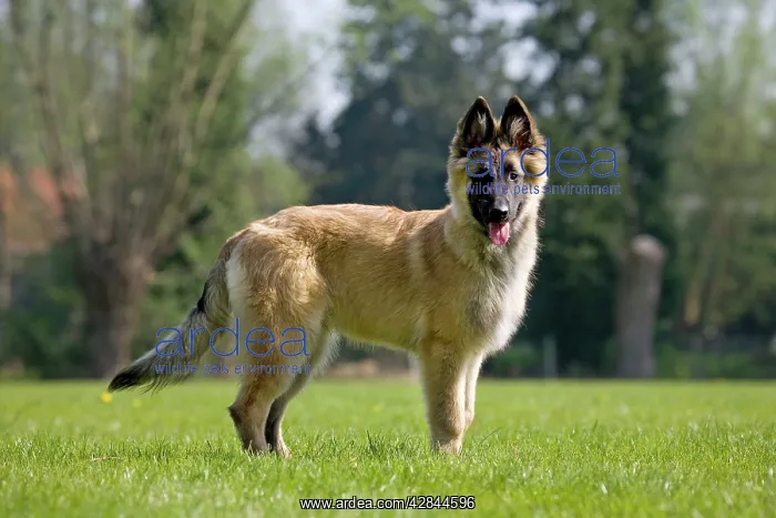 : Dog - Belgium Shepherd Tervuren puppy : Dog - Belgium Shepherd Tervuren puppy