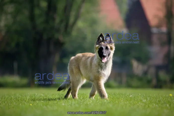 : Dog - Belgium Shepherd Tervuren puppy : Dog - Belgium Shepherd Tervuren puppy