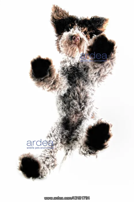 : Dog from below, standing on glass plate : Dog from below, standing on glass plate