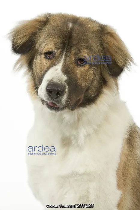 : Dog - Berger du Caucase. Also know as Caucasian : Dog - Berger du Caucase. Also know as Caucasian
