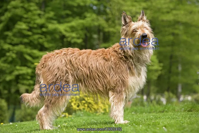 : Dog - Berger Picard : Dog - Berger Picard