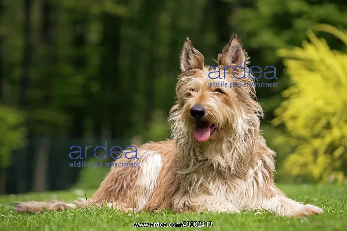 : Dog - Berger Picard : Dog - Berger Picard