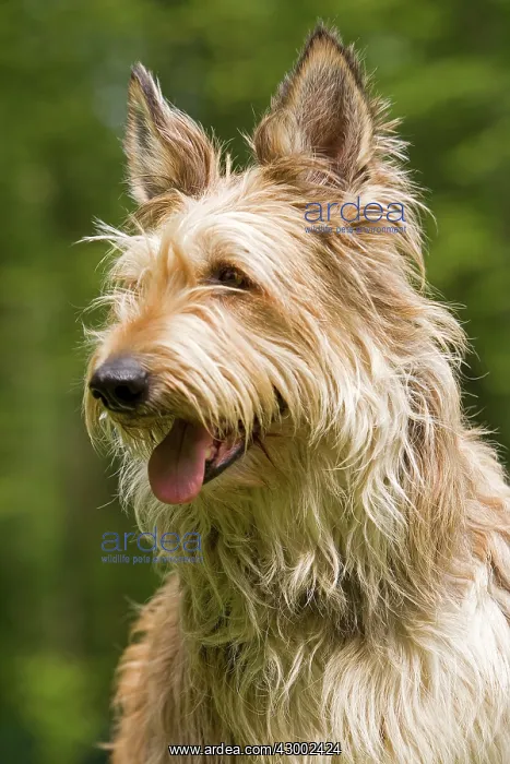 : Dog - Berger Picard : Dog - Berger Picard