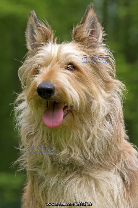 : Dog - Berger Picard : Dog - Berger Picard