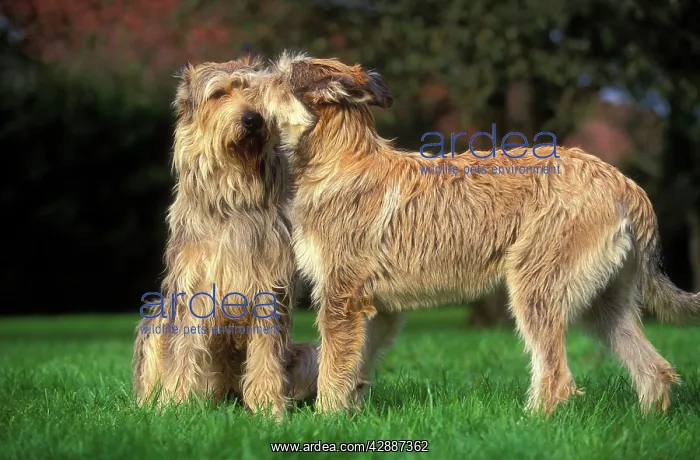  : Dog - Berger de Picard  /  Picardy Shepherd - two