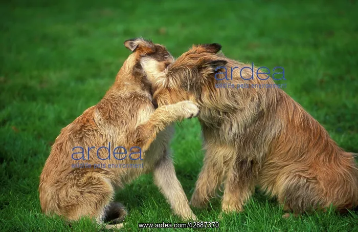 : Dog - Berger de Picard / Picardy Shepherd - two : Dog - Berger de Picard / Picardy Shepherd - two