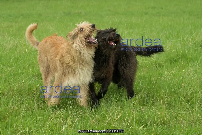  : Dog - Berger Picard  /  Picardy Shepherd