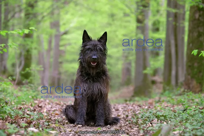  : Dog - Berger Picard  /  Picardy Shepherd