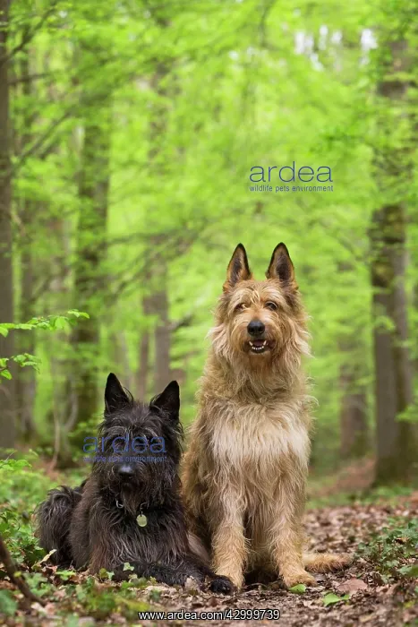  : Dog - Berger Picard  /  Picardy Shepherd