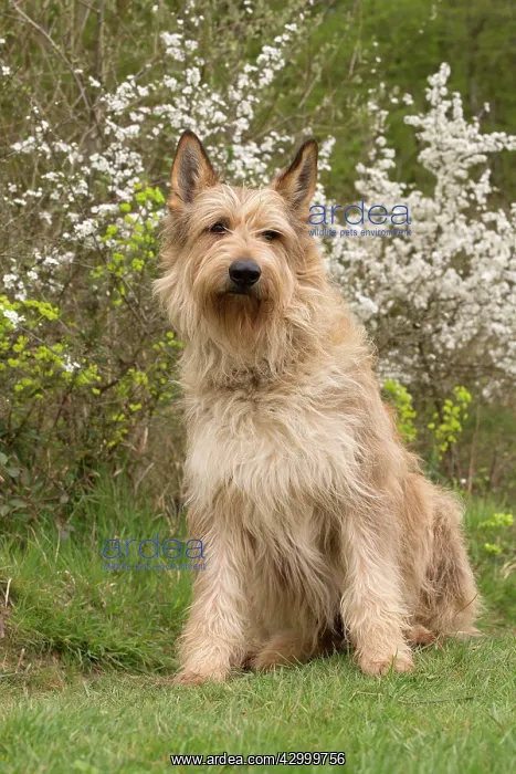  : Dog - Berger Picard  /  Picardy Shepherd