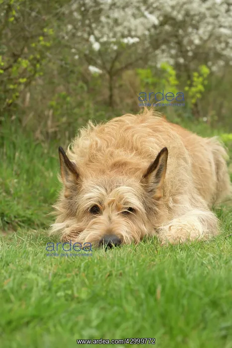  : Dog - Berger Picard  /  Picardy Shepherd