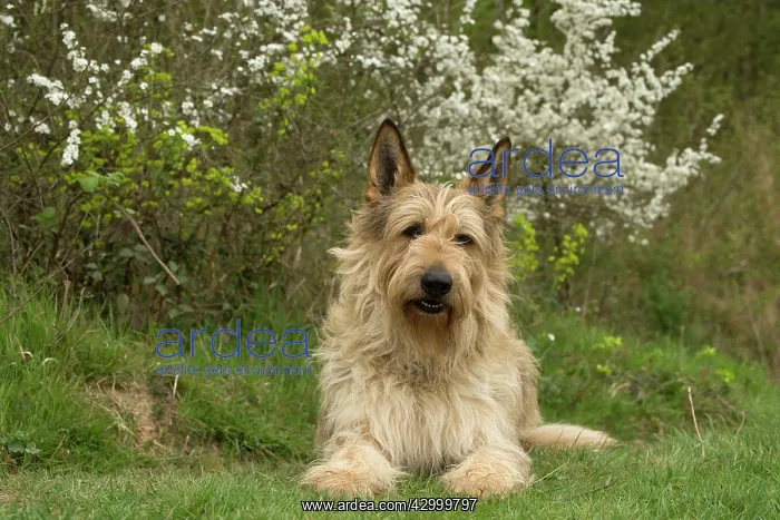  : Dog - Berger Picard  /  Picardy Shepherd