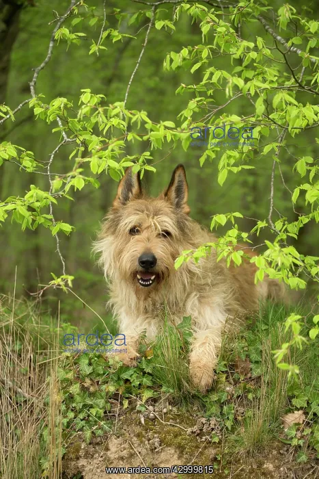  : Dog - Berger Picard  /  Picardy Shepherd