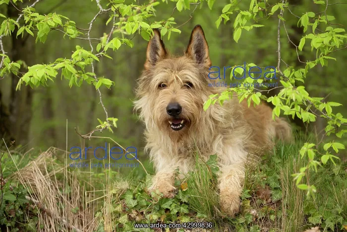  : Dog - Berger Picard  /  Picardy Shepherd