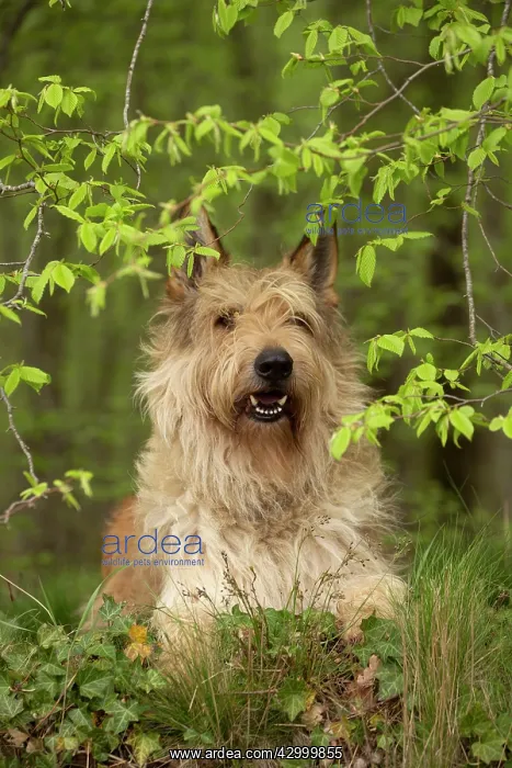  : Dog - Berger Picard  /  Picardy Shepherd