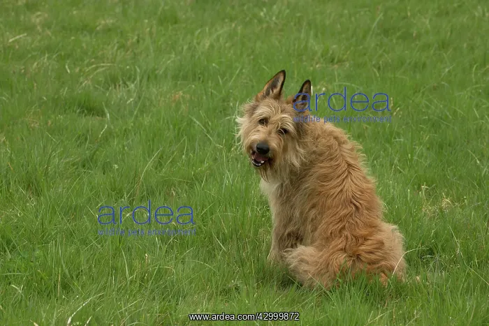  : Dog - Berger Picard  /  Picardy Shepherd