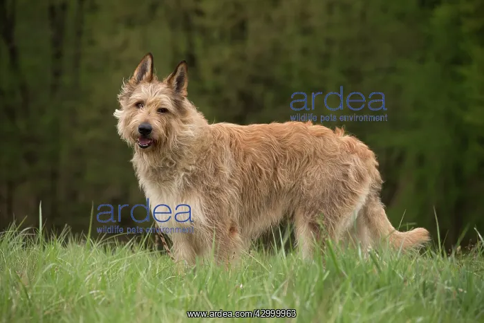  : Dog - Berger Picard  /  Picardy Shepherd