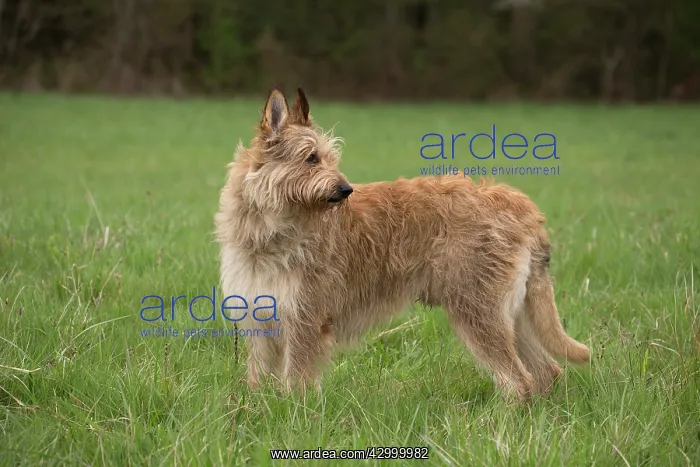  : Dog - Berger Picard  /  Picardy Shepherd