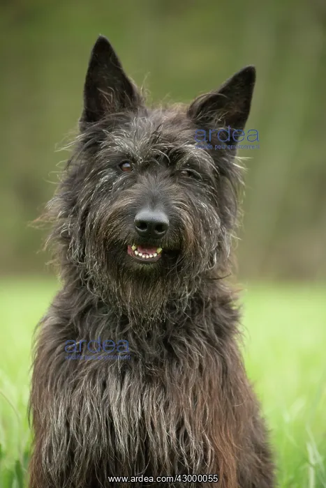  : Dog - Berger Picard  /  Picardy Shepherd