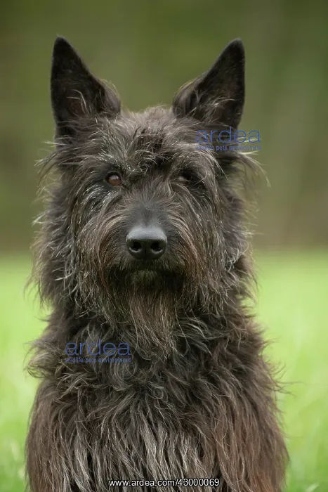  : Dog - Berger Picard  /  Picardy Shepherd