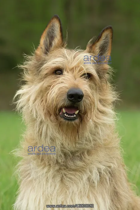  : Dog - Berger Picard  /  Picardy Shepherd