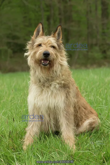  : Dog - Berger Picard  /  Picardy Shepherd