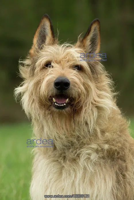  : Dog - Berger Picard  /  Picardy Shepherd