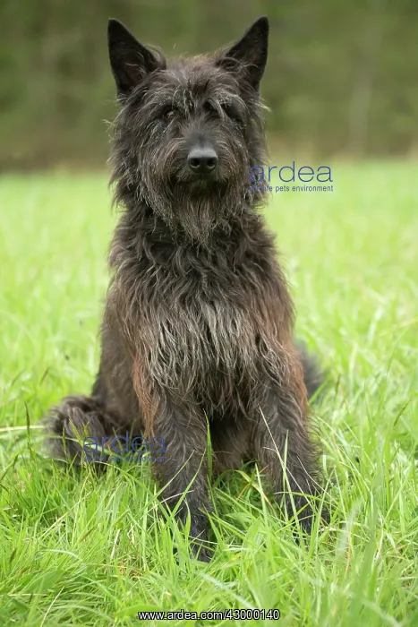  : Dog - Berger Picard  /  Picardy Shepherd