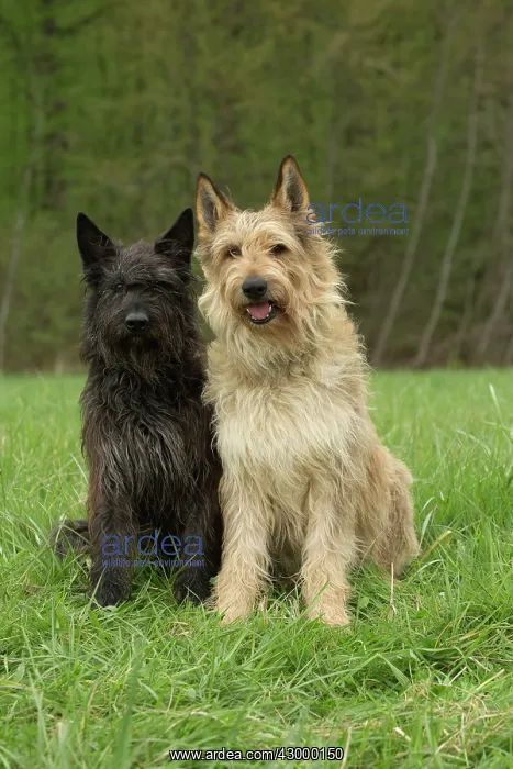  : Dog - Berger Picard  /  Picardy Shepherd