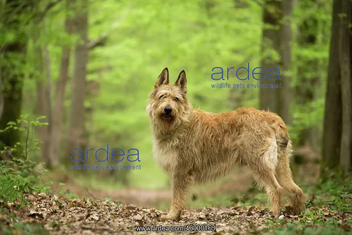  : Dog - Berger Picard  /  Picardy Shepherd