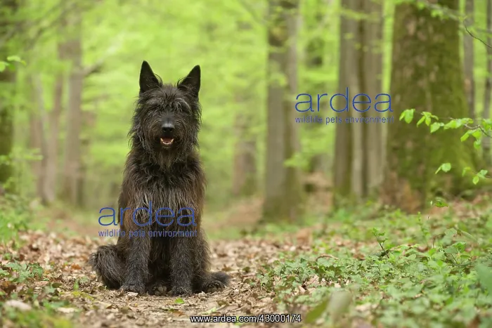  : Dog - Berger Picard  /  Picardy Shepherd