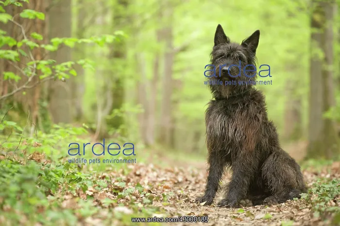  : Dog - Berger Picard  /  Picardy Shepherd