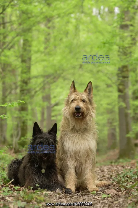  : Dog - Berger Picard  /  Picardy Shepherd