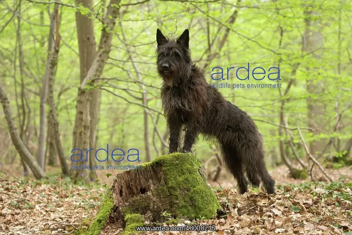  : Dog - Berger Picard  /  Picardy Shepherd