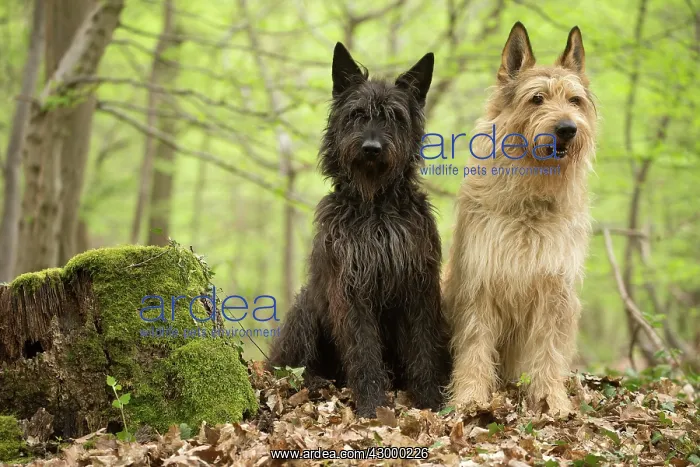  : Dog - Berger Picard  /  Picardy Shepherd
