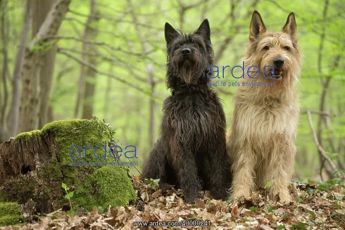  : Dog - Berger Picard  /  Picardy Shepherd