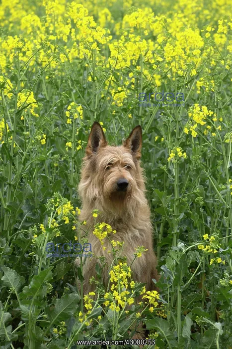  : Dog - Berger Picard  /  Picardy Shepherd