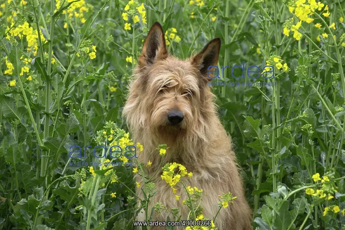  : Dog - Berger Picard  /  Picardy Shepherd