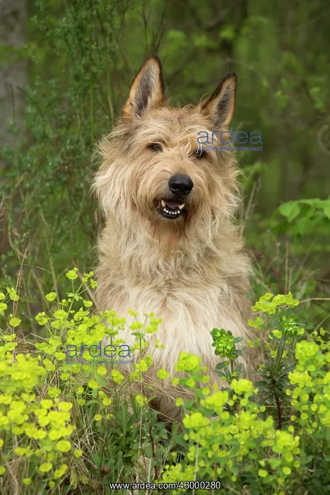  : Dog - Berger Picard  /  Picardy Shepherd