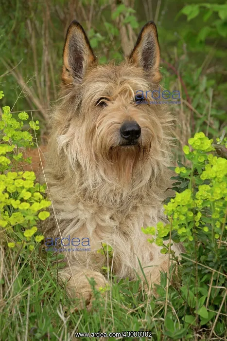  : Dog - Berger Picard  /  Picardy Shepherd