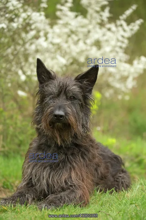  : Dog - Berger Picard  /  Picardy Shepherd