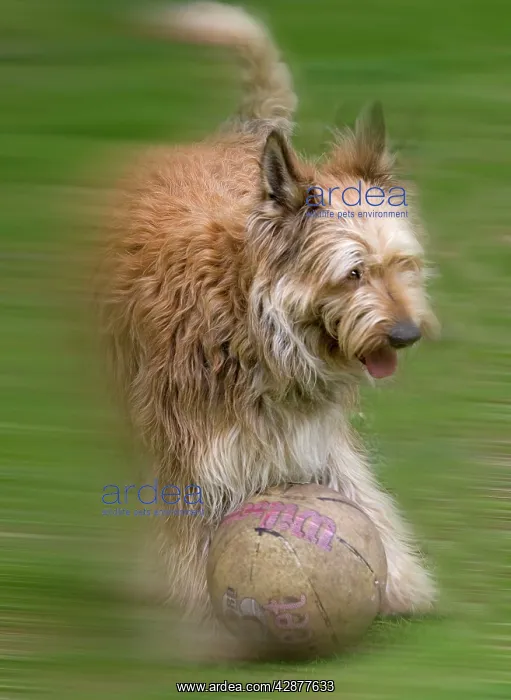 : Dog - Berger De Picard / Picardy Shepherd - with football : Dog - Berger De Picard / Picardy Shepherd - with football