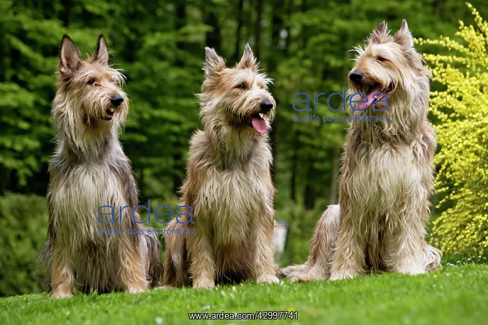 : Dog - Berger Picard / Picardy Shepherd with mouth open : Dog - Berger Picard / Picardy Shepherd with mouth open