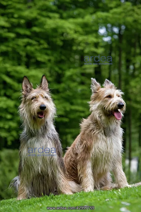 : Dog - Berger Picard / Picardy Shepherd with mouth open : Dog - Berger Picard / Picardy Shepherd with mouth open