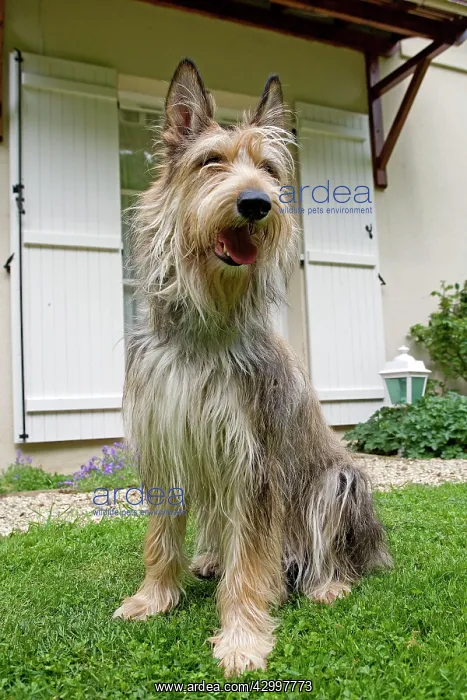 : Dog - Berger Picard / Picardy Shepherd with mouth open : Dog - Berger Picard / Picardy Shepherd with mouth open